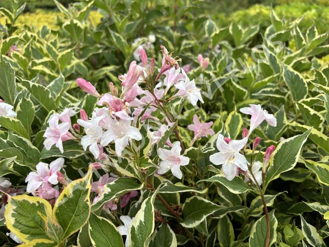 Vajgélie květnatá 'Nana Variegata' - Weigela florida 'Nana Variegata'