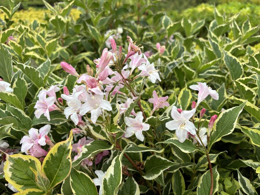 Vajgélie květnatá 'Nana Variegata' - Weigela florida 'Nana Variegata'