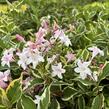 Vajgélie květnatá 'Nana Variegata' - Weigela florida 'Nana Variegata'