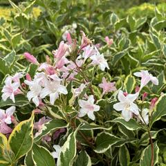 Vajgélie květnatá 'Nana Variegata' - Weigela florida 'Nana Variegata'