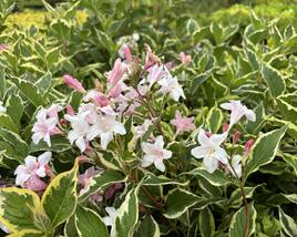 Vajgélie květnatá 'Nana Variegata'