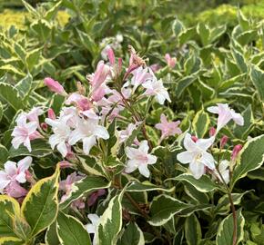 Vajgélie květnatá 'Nana Variegata' - Weigela florida 'Nana Variegata'