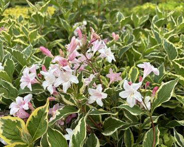 Vajgélie květnatá 'Nana Variegata'