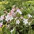 Weigela florida 'Nana Variegata'.JPG