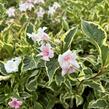 Vajgélie květnatá 'Nana Variegata' - Weigela florida 'Nana Variegata'