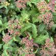 Tavolník japonský 'Crispa' - Spiraea japonica 'Crispa'