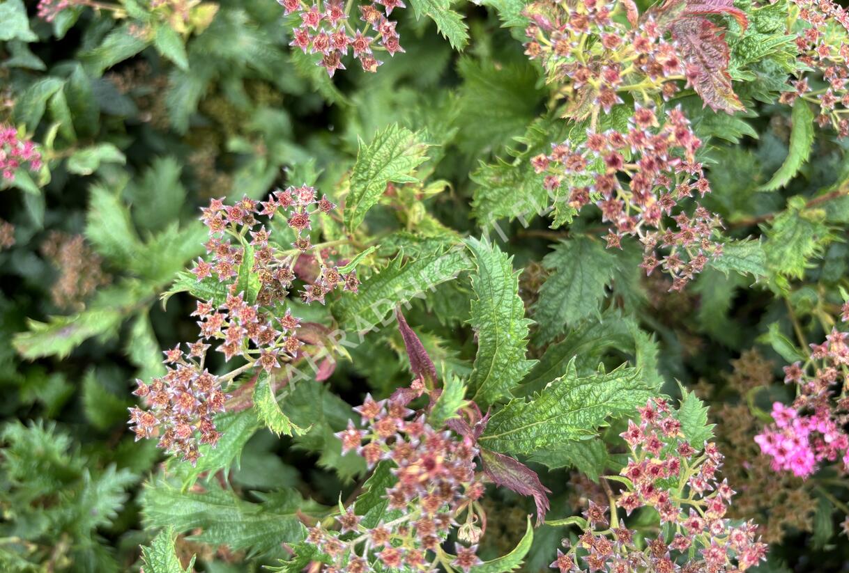 Tavolník japonský 'Crispa' - Spiraea japonica 'Crispa'