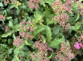 Tavolník japonský 'Crispa' - Spiraea japonica 'Crispa'