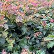 Tavolník japonský 'Crispa' - Spiraea japonica 'Crispa'