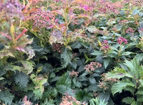 Tavolník japonský 'Crispa' - Spiraea japonica 'Crispa'