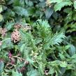 Tavolník japonský 'Crispa' - Spiraea japonica 'Crispa'