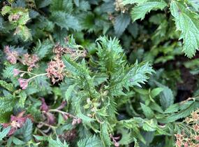 Tavolník japonský 'Crispa' - Spiraea japonica 'Crispa'