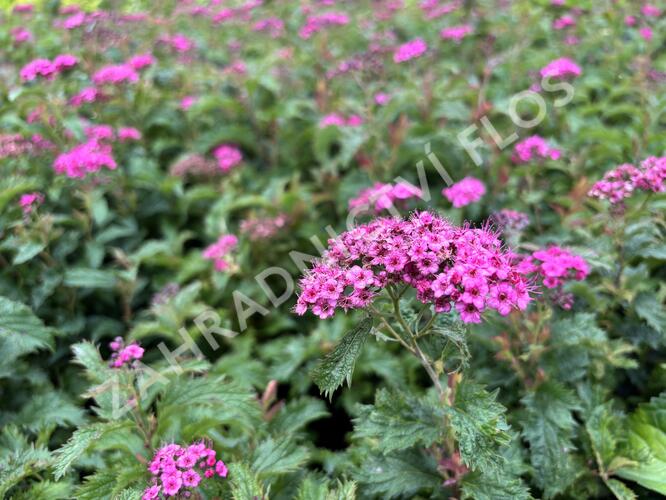 Tavolník japonský 'Crispa' - Spiraea japonica 'Crispa'