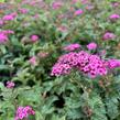 Tavolník japonský 'Crispa' - Spiraea japonica 'Crispa'
