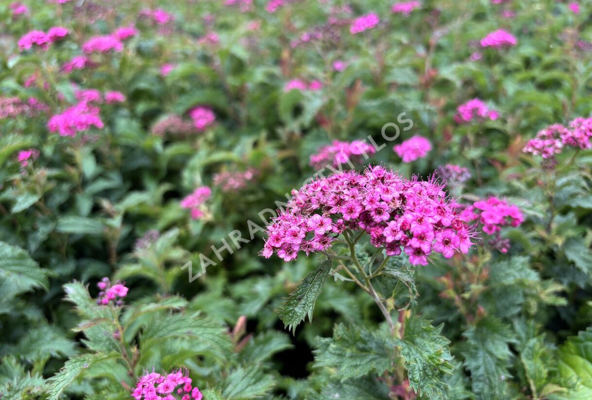 Tavolník japonský 'Crispa' - Spiraea japonica 'Crispa'