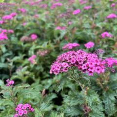 Tavolník japonský 'Crispa' - Spiraea japonica 'Crispa'