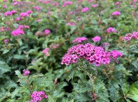 Tavolník japonský 'Crispa' - Spiraea japonica 'Crispa'