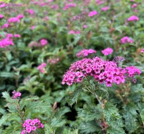 Tavolník japonský 'Crispa' - Spiraea japonica 'Crispa'