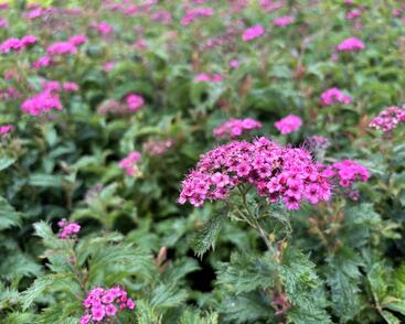 Tavolník japonský 'Crispa'