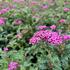 Spiraea japonica 'Crispa'_04.JPG