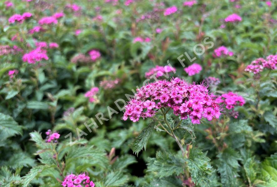 Tavolník japonský 'Crispa' - Spiraea japonica 'Crispa'