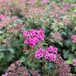 Tavolník japonský 'Crispa' - Spiraea japonica 'Crispa'