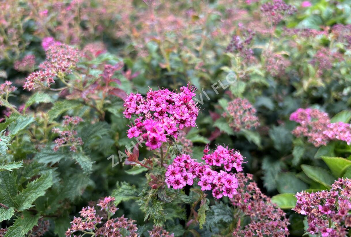 Tavolník japonský 'Crispa' - Spiraea japonica 'Crispa'