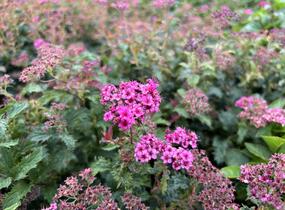 Tavolník japonský 'Crispa' - Spiraea japonica 'Crispa'
