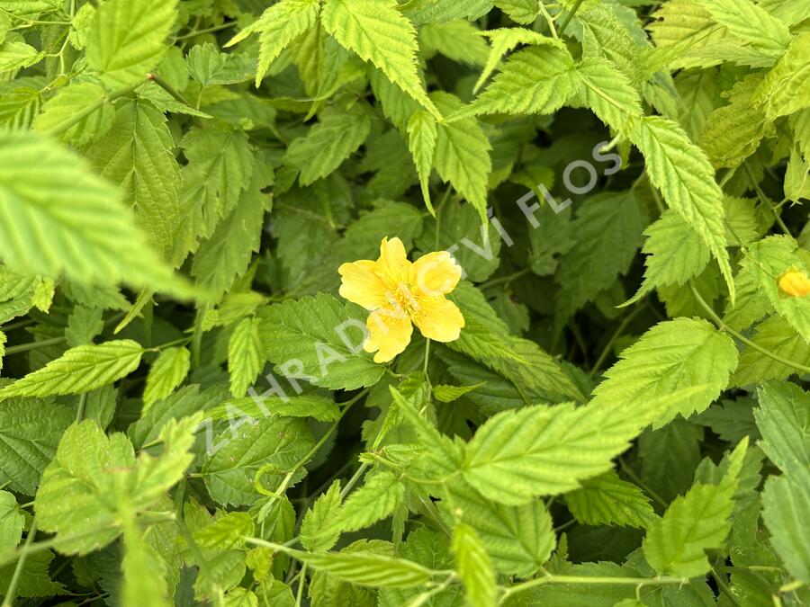 Zákula japonská 'Aureovariegata' - Kerria japonica 'Aureovariegata'