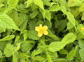 Zákula japonská 'Aureovariegata' - Kerria japonica 'Aureovariegata'