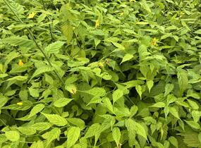 Zákula japonská 'Aureovariegata' - Kerria japonica 'Aureovariegata'