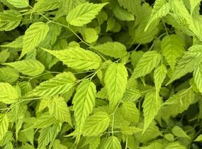 Zákula japonská 'Aureovariegata' - Kerria japonica 'Aureovariegata'