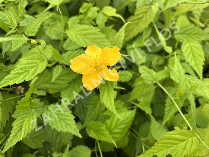Zákula japonská 'Aureovariegata' - Kerria japonica 'Aureovariegata'