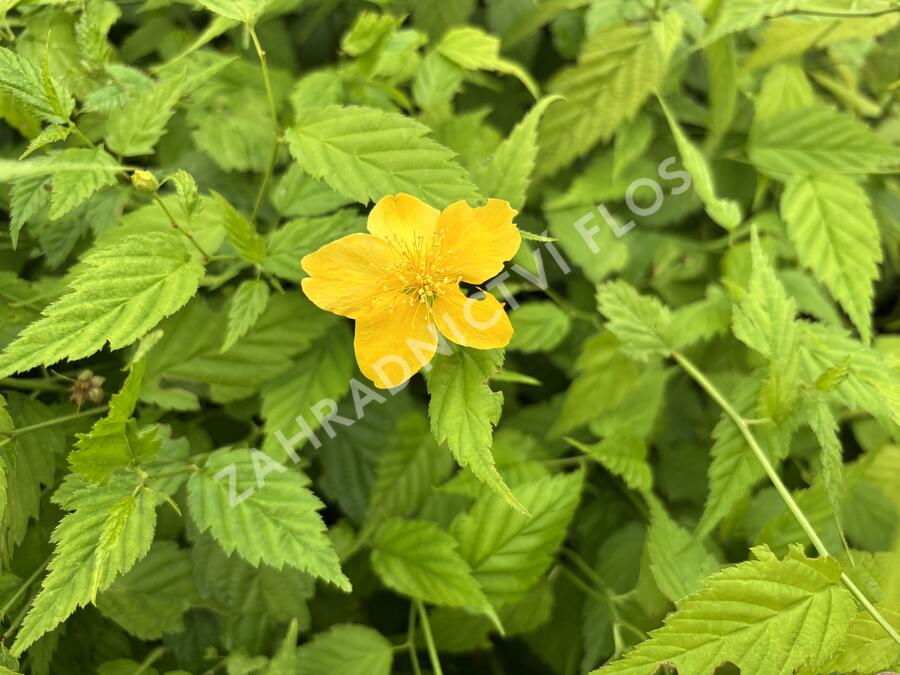 Zákula japonská 'Aureovariegata' - Kerria japonica 'Aureovariegata'
