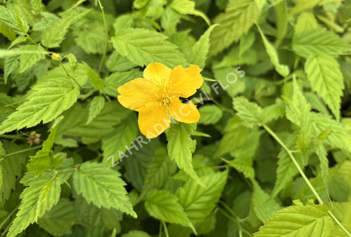 Zákula japonská 'Aureovariegata' - Kerria japonica 'Aureovariegata'