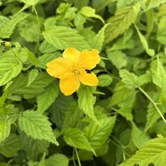 Zákula japonská 'Aureovariegata' - Kerria japonica 'Aureovariegata'