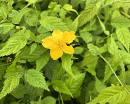 Zákula japonská 'Aureovariegata'
