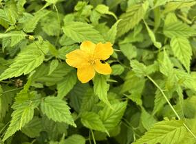 Zákula japonská 'Aureovariegata' - Kerria japonica 'Aureovariegata'