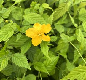 Zákula japonská 'Aureovariegata' - Kerria japonica 'Aureovariegata'