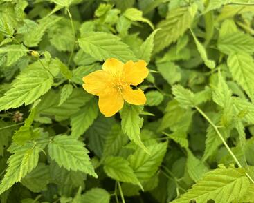 Zákula japonská 'Aureovariegata'