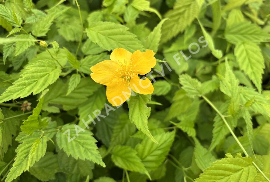 Zákula japonská 'Aureovariegata' - Kerria japonica 'Aureovariegata'