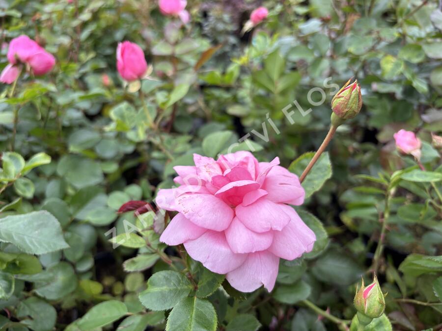 Růže mnohokvětá 'Melrose' - Rosa MK 'Melrose'