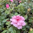 Růže mnohokvětá 'Melrose' - Rosa MK 'Melrose'