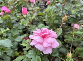 Růže mnohokvětá 'Melrose' - Rosa MK 'Melrose'