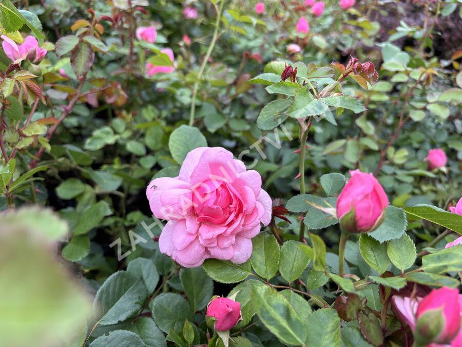 Růže mnohokvětá 'Melrose' - Rosa MK 'Melrose'