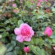 Růže mnohokvětá 'Melrose' - Rosa MK 'Melrose'
