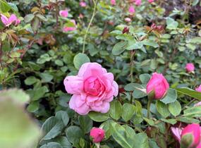 Růže mnohokvětá 'Melrose' - Rosa MK 'Melrose'
