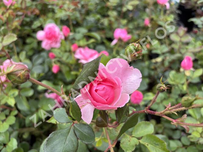 Růže mnohokvětá 'Melrose' - Rosa MK 'Melrose'