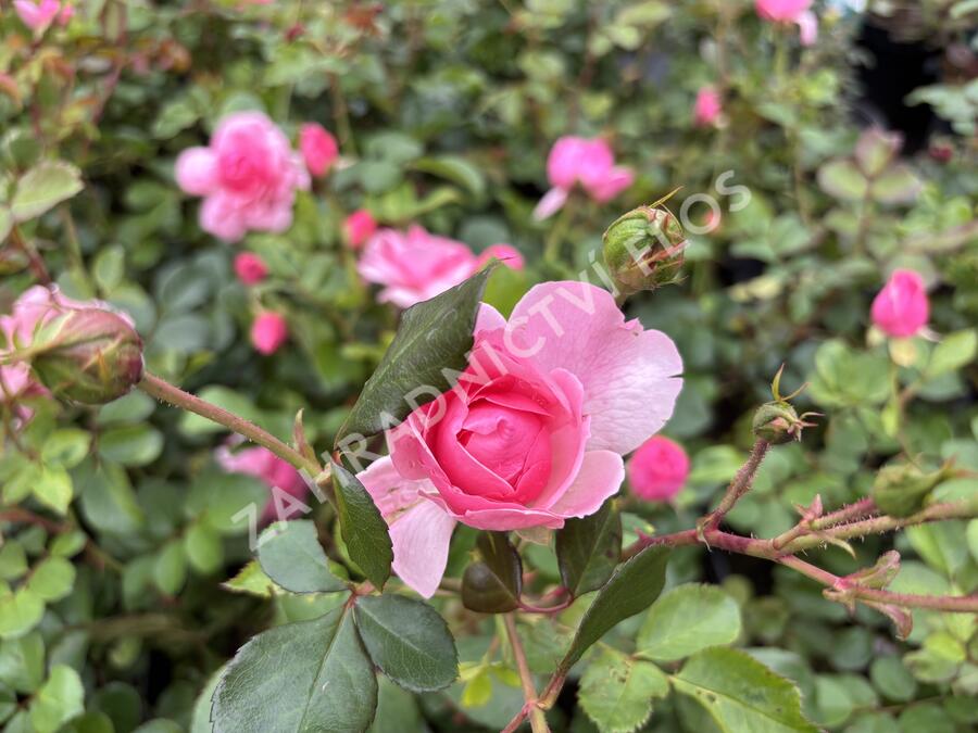 Růže mnohokvětá 'Melrose' - Rosa MK 'Melrose'