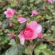 Růže mnohokvětá 'Melrose' - Rosa MK 'Melrose'